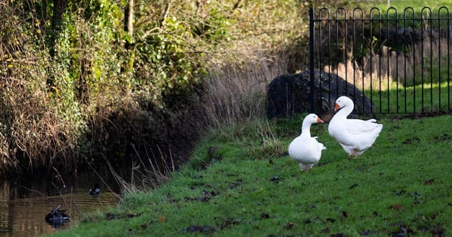 Geese Disappearance Raises Concerns Over Holiday Traditions