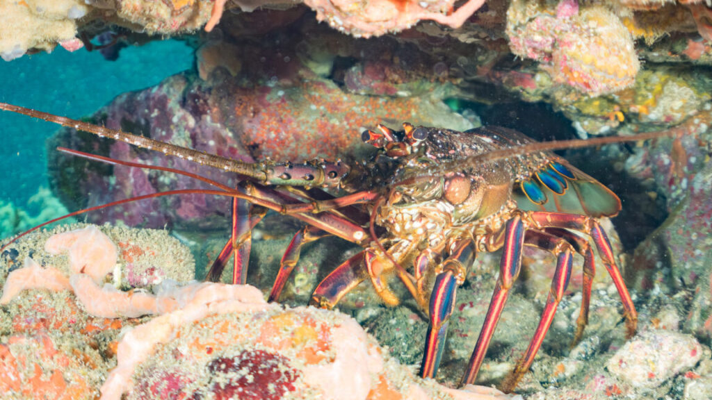 Lobsters' Social Behavior Could Lead to Unintended Ecological Issues