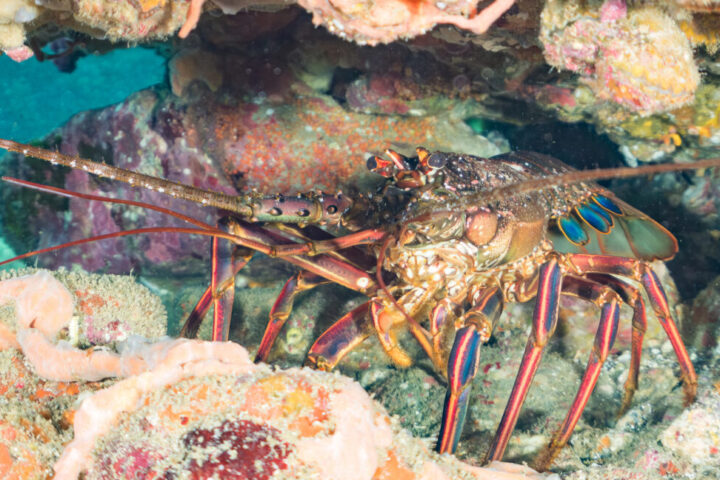 Lobsters' Social Behavior Could Lead to Unintended Ecological Issues