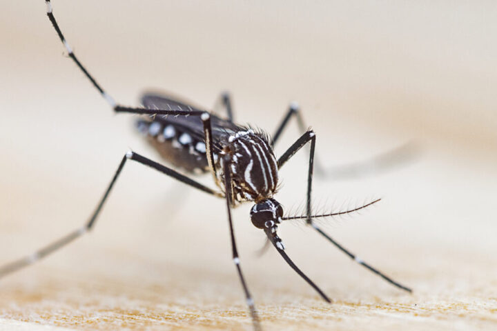 Revolutionary 3D Printing Technique Uses Mosquito-Inspired Nozzle Design