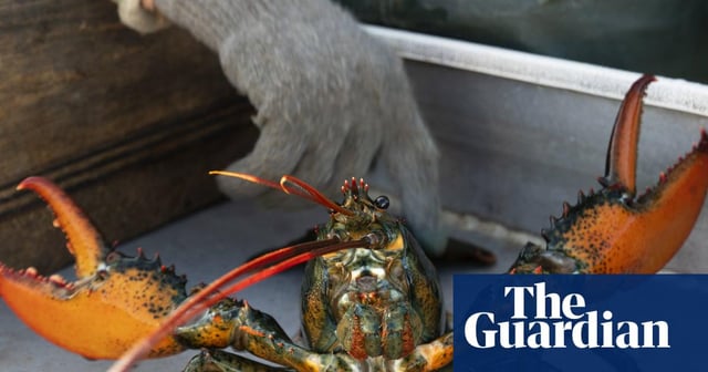 UK Introduces Humane Lobster Preparation Rules in Animal Welfare Move