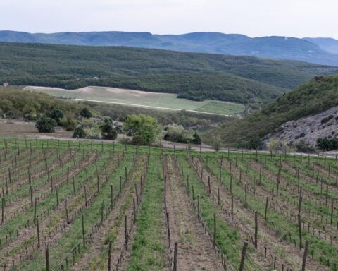 Moravian Wine Region: The Complete Visitor Guide