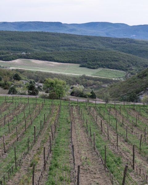 Moravian Wine Region: The Complete Visitor Guide