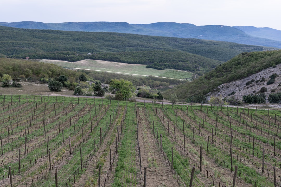 Moravian Wine Region: The Complete Visitor Guide